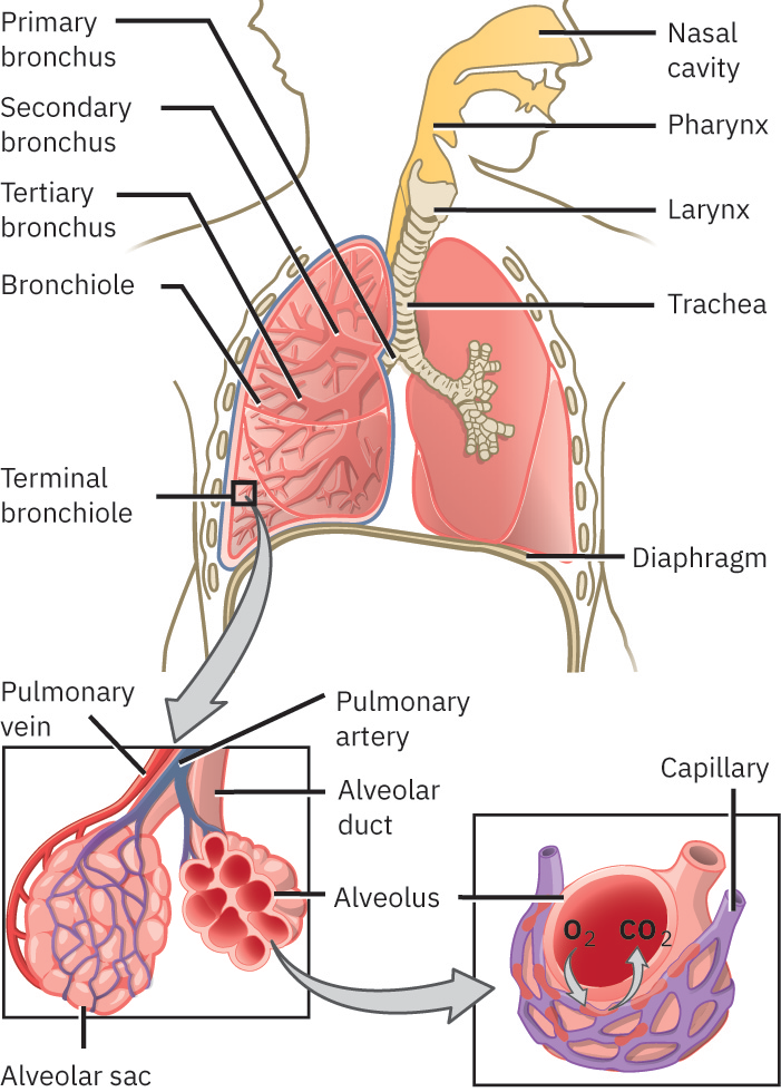 기관지 분지와 폐포-모세혈관 가스교환 경계면을 포함한 호흡기 개요