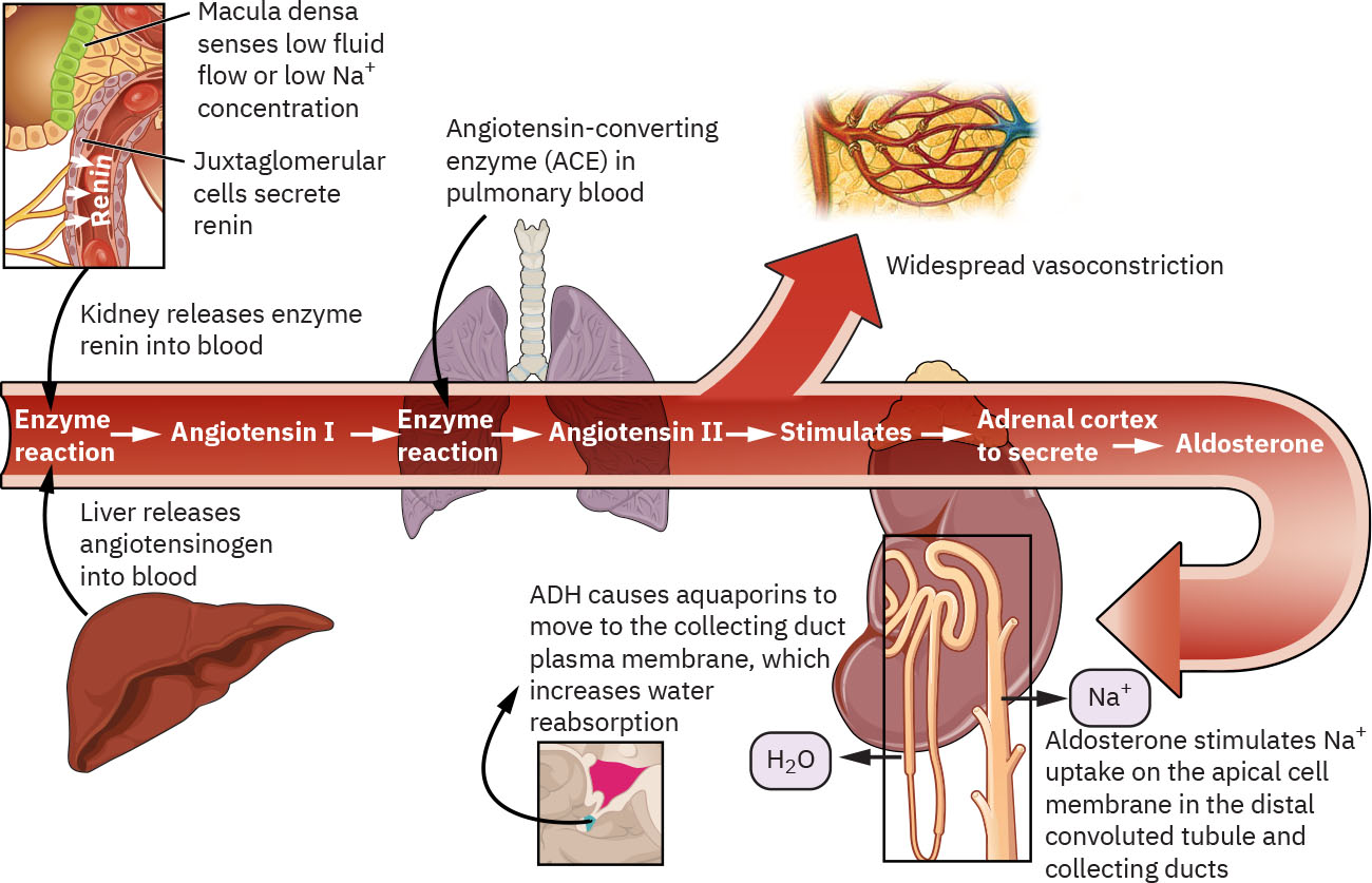 renin 분비, ACE 전환, angiotensin II 효과, aldosterone 매개 sodium-수분 저류를 보여주는 RAAS 경로