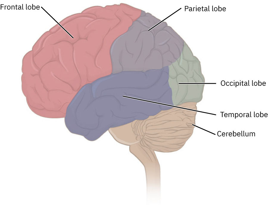 측면 및 전면 뇌 보기에서 대뇌반구, 대뇌종열, 뇌량의 해부학적 표지