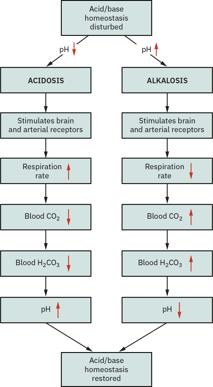 산증과 알칼리증에서 반대 방향의 호흡수 및 CO2 변화가 pH 회복을 유도하는 호흡성 보상 흐름도