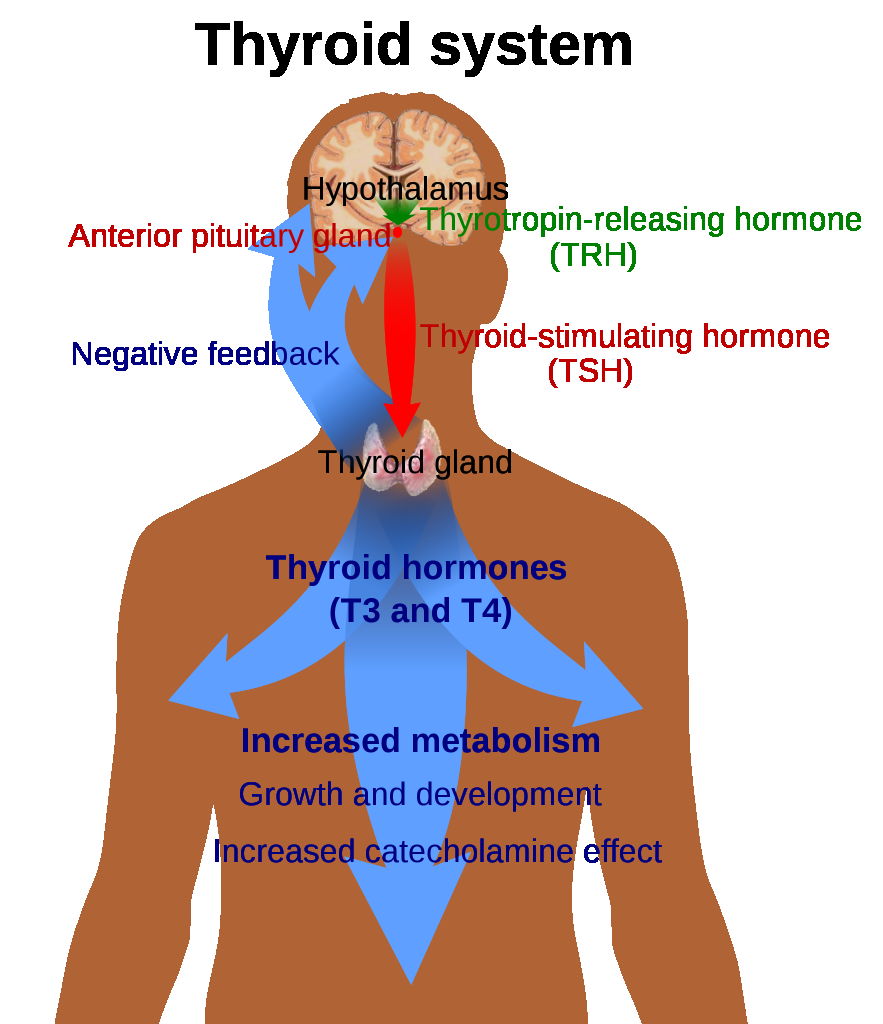 TRH, TSH, T3/T4 분비와 음성 되먹임 조절을 보여주는 시상하부-뇌하수체-갑상선 축