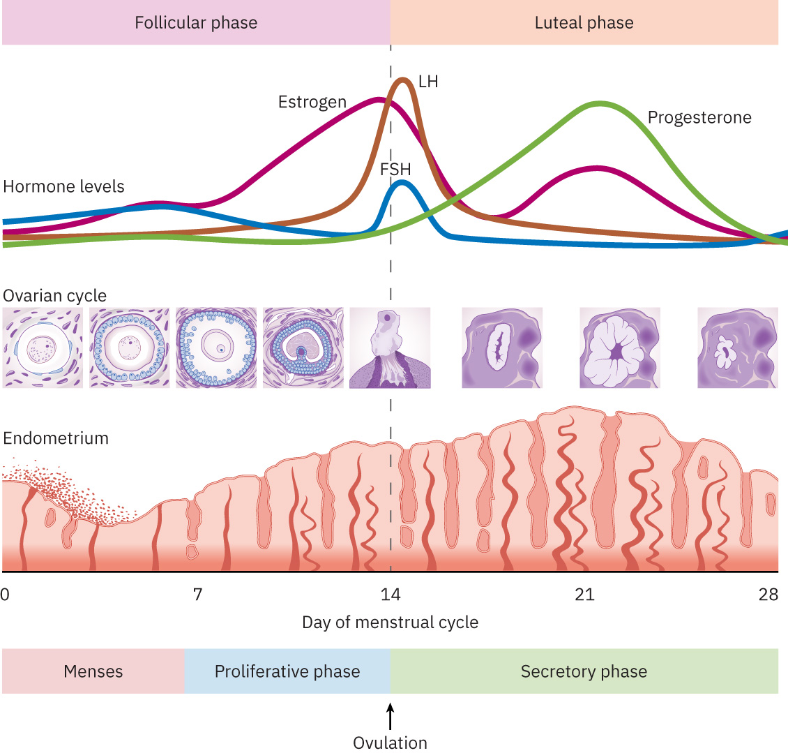 FSH LH estrogen progesterone 변화와 난소 및 자궁내막 변화를 함께 보여주는 월경 주기 단계