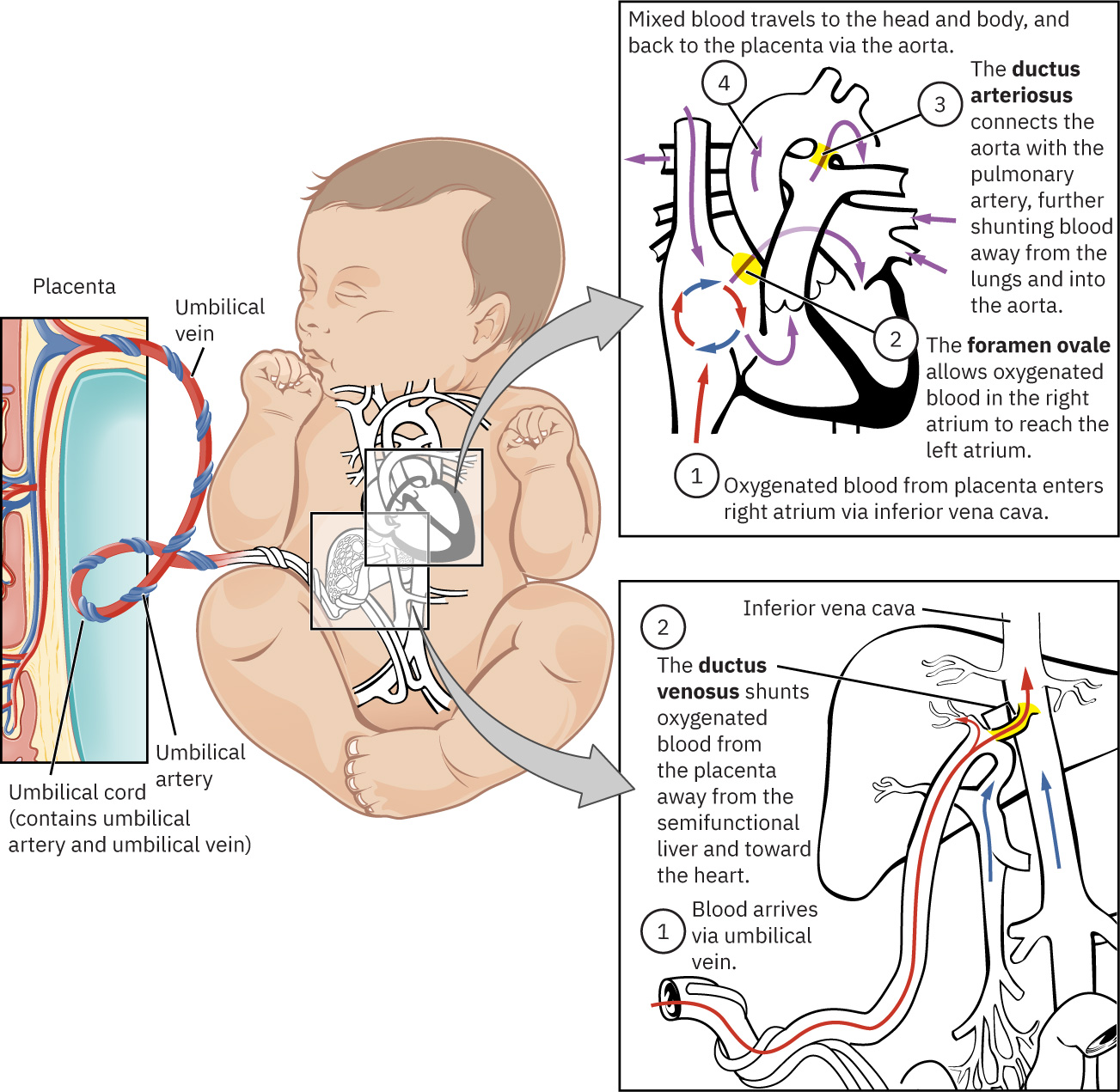 ductus venosus foramen ovale ductus arteriosus를 통한 션트와 태반 혈류를 보여주는 태아 순환 경로