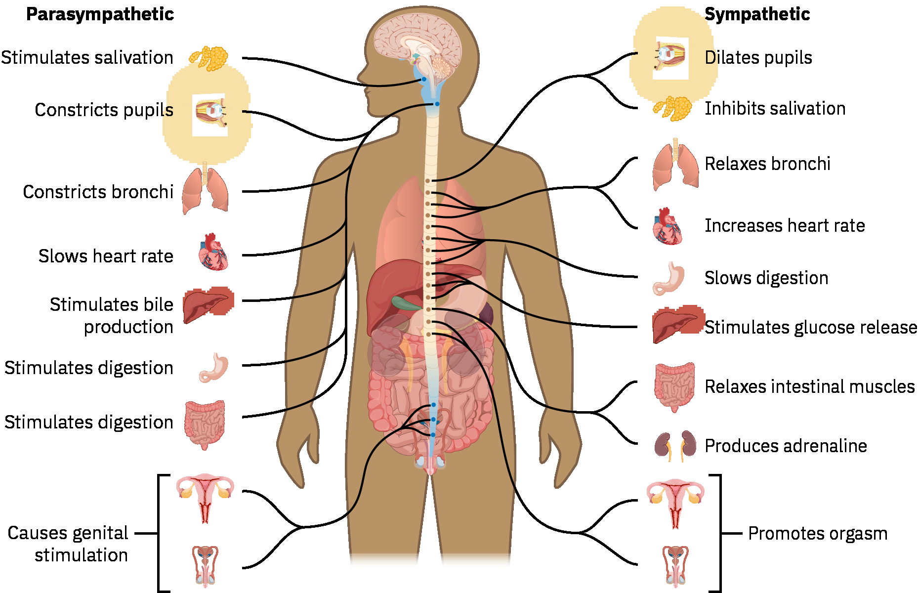 동공, 폐, 심장, 혈관, 소화관, 방광, 생식기관에 대한 교감신경과 부교감신경의 장기 효과 비교 지도
