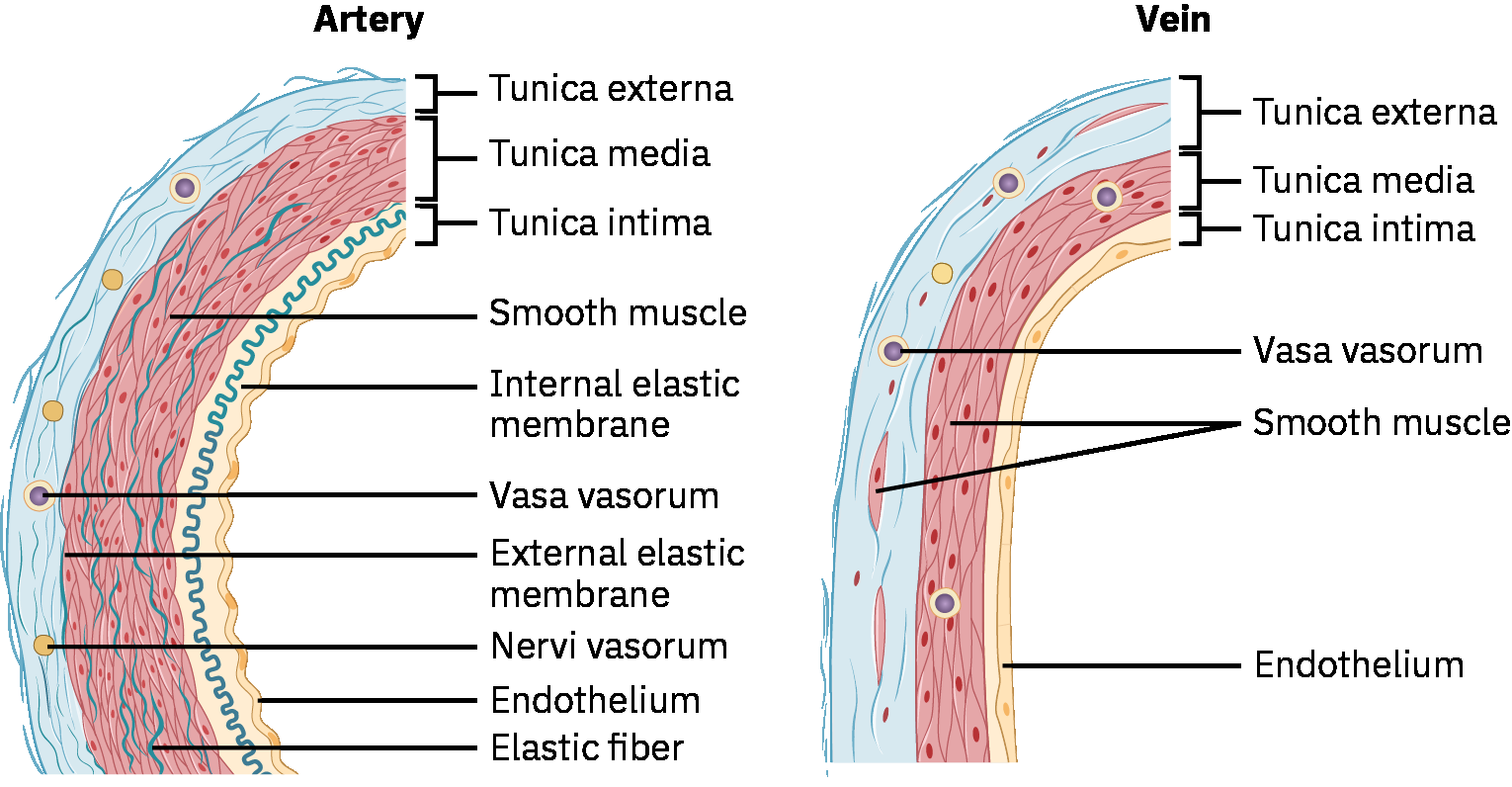 더 두꺼운 동맥 중막과 더 얇은 정맥벽 구조를 보여주는 동맥-정맥 벽 비교