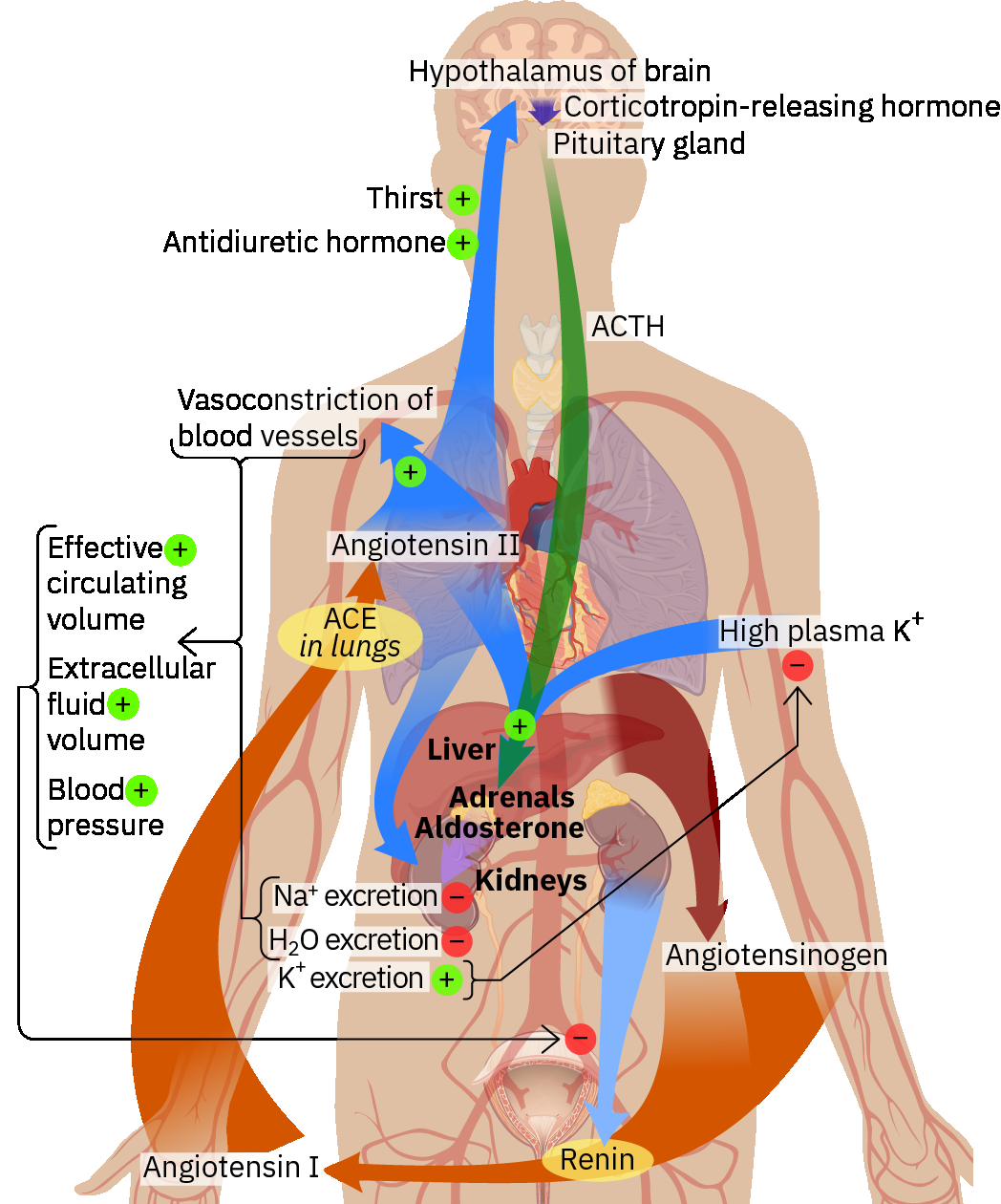 renin 연쇄 혈관수축과 나트륨-수분 저류가 혈압에 미치는 영향을 보여주는 RAAS 및 ADH 조절 지도