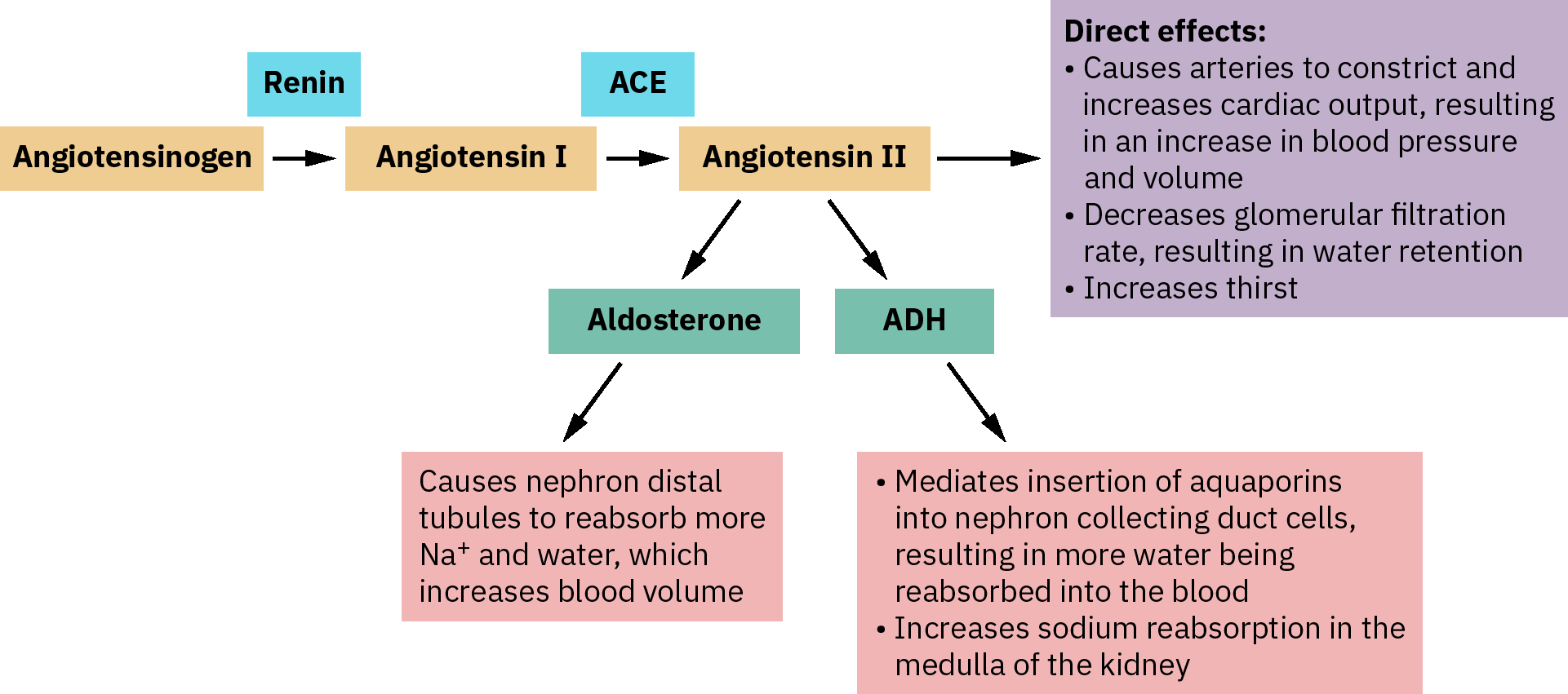 Cascada renina-angiotensina-aldosterona desde angiotensinógeno hasta angiotensina II con efectos de aldosterona y ADH sobre la presión arterial