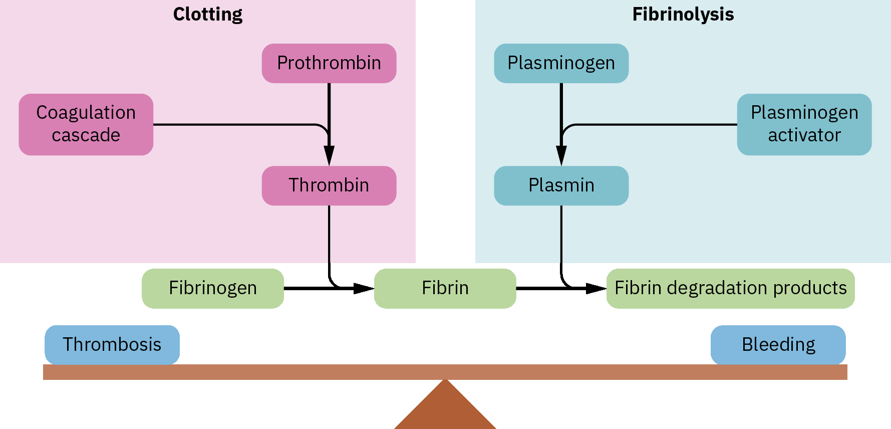 응고 촉진 경로 진행과 섬유소용해 역조절을 보여주는 균형 지혈 모델