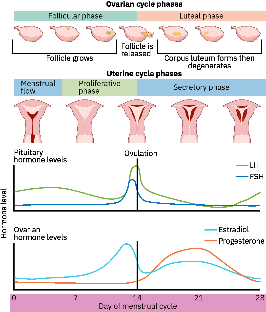 전형적 월경 주기 전반의 LH FSH estradiol progesterone 추세를 포함한 난소-자궁 주기 타임라인